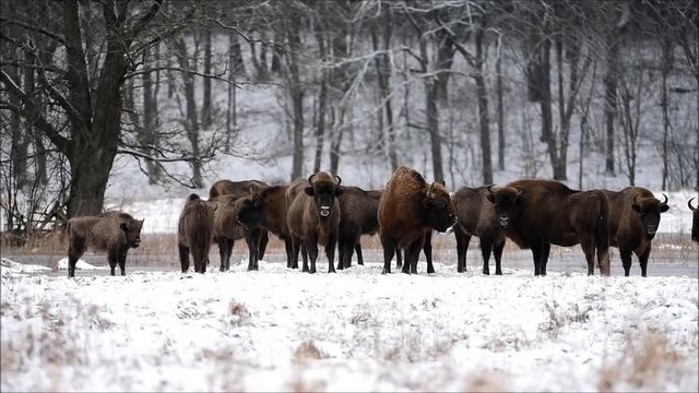 European bison (Bison bonaus)