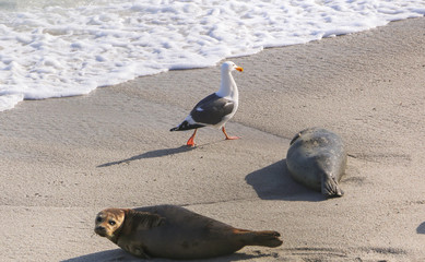 Seagull Walking