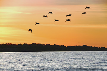 Silhouette Pelicans