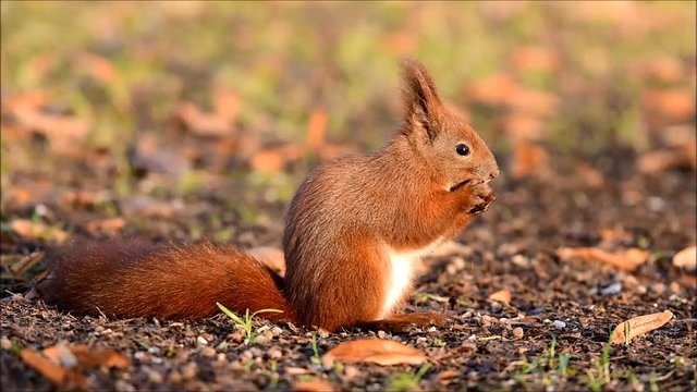 Red Squirrel (Sciurus vulgaris)