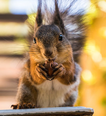 Fototapeta premium A portrait of cute fury squirrel, eating nut,close up? selective focus.