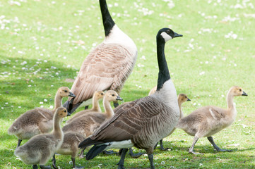Family of geese, animal protecting its young