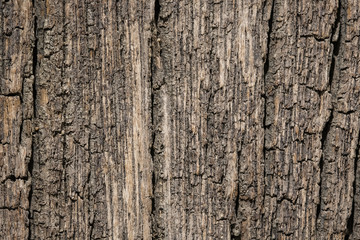 Surface bark texture close up as a background