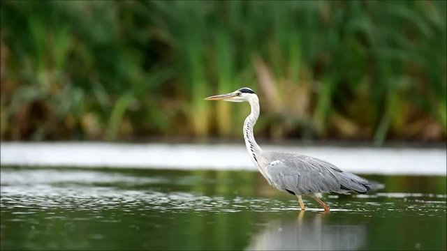 Grey heron (Ardea cinerea)