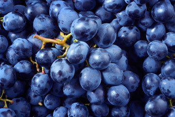 Grape background. Dark grape. Blue grape. Wine grape.