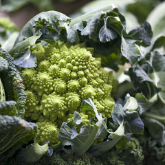 the Still life of romanesco cauliflower or broccoli heads