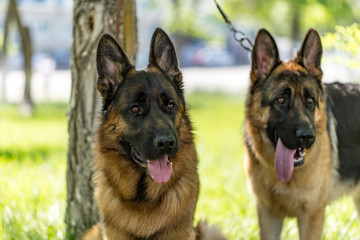 Two dogs of a sheepdog on the nature