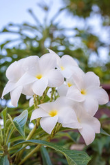 Bridal Bouquet, Fiddle leaf Plumeria