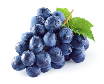 Wet dark blue grape with leaves isolated on white background. Wet fruit. With clipping path. Full depth of field.