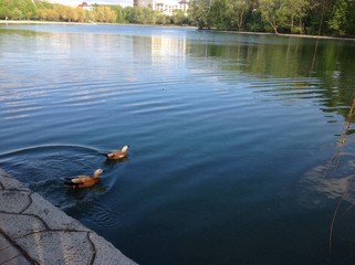 пара уток в пруду