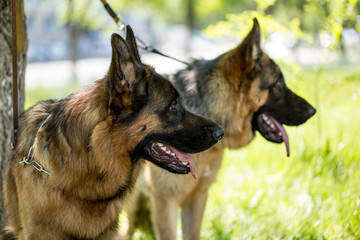 Two dogs of a sheepdog on the nature