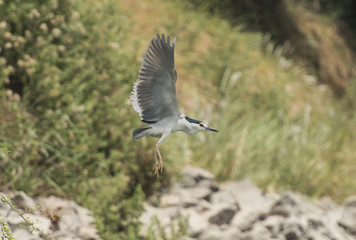 Striated heron in flight