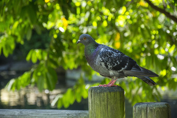 Bird 123