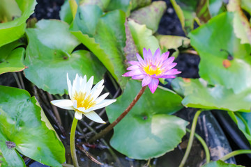Closeup top view single simple colorful beautiful pink purple lotus