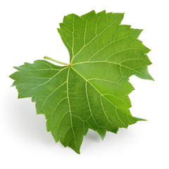 Grape leaf isolated on white. Full depth of field.