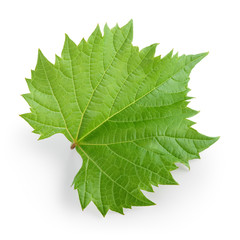 Grape leaf isolated on white. Full depth of field.