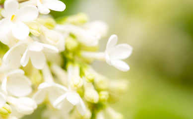 Fototapeta na wymiar White flowers of lilac on nature