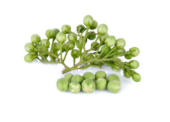 branch of pea eggplant or turkey berry on white background