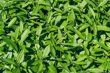 Fototapeta premium Green bush with small leaves