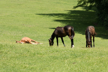 Fototapeta premium Group of horses grazing
