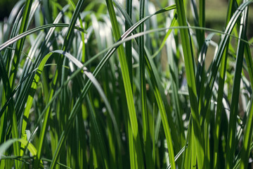 Obraz premium In grass