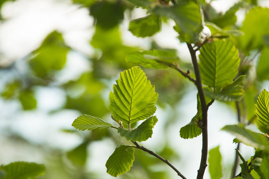 A beautiful closeup of a common black alder branches in spring