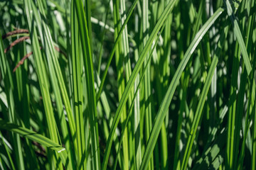 Grass