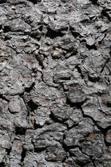 Naklejka premium Bark of the old pine