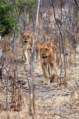 The lion (Panthera leo), pride of young lions going dense bush