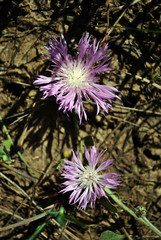 Centaurea jacea (brown knapweed or brownray knapweed) couple flowers, soil and grass background