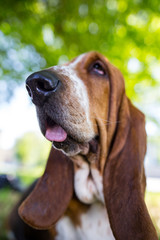 A portrait of a thoroughbred dog in nature