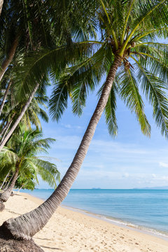 Tropical sand beach with coconut trees at the morning. Thailand, Samui island.