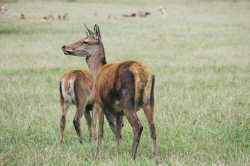 Stunning image of red deer stag in colorful forest landscape image