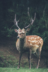 Stunning image of red deer stag in colorful forest landscape image