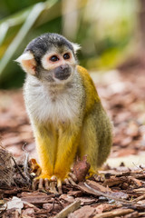 an Squirrel monkey