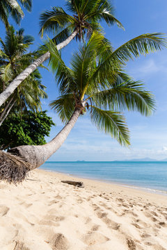 Tropical sand beach with coconut trees at the morning. Thailand, Samui island, Maenam.