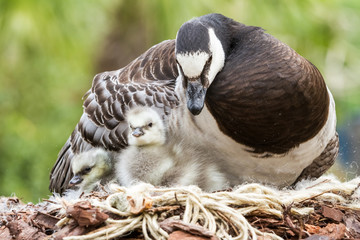 Canada goose, Branta canadensis