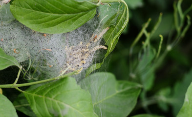 Group of moth caterpillars in their nest on a green leaves of a bush.