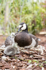 Canada goose, Branta canadensis