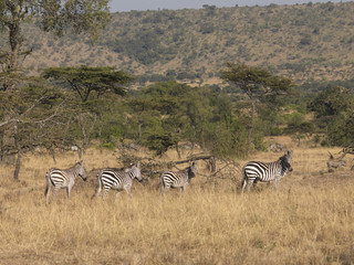 Fototapeta na wymiar Side view of four Zebra's in an open field, Kenya, Africa