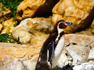 Naklejka premium Manchot de Humboldt