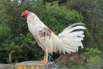 Gallo blanco de pelea.