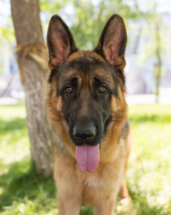 A portrait of a thoroughbred dog in nature