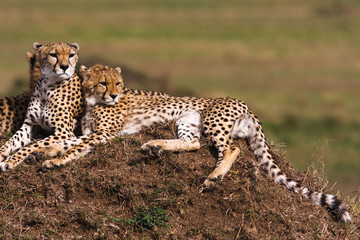 Two  cheetahs is watching the savanna.  Hills of Masai Masra,  Kenya