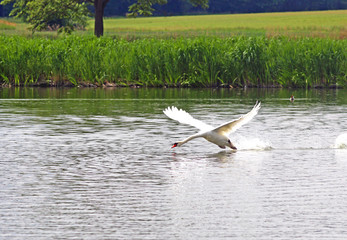 swan in a pond starting to fly
