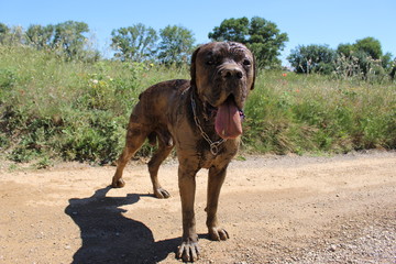 chien tout sal debout boueux
