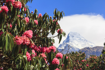 Pink Rhododendron, flower of Nepal, and Annapurna mountain view in background.