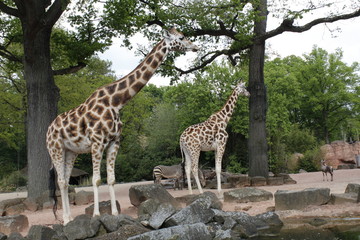 Giraffenpaar 