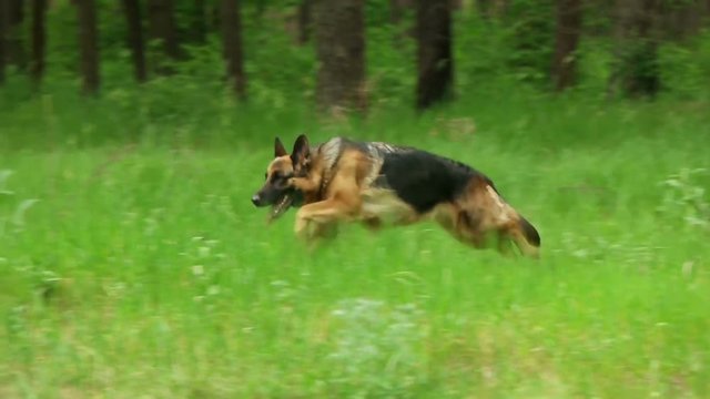 german shepherd