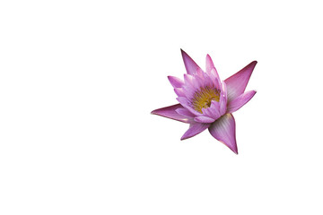 Pink lily bloom, Isolated on white